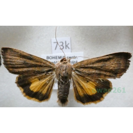 Noctua janthe (Borkhausen, 1792) Rolnica przepaska Czech73k